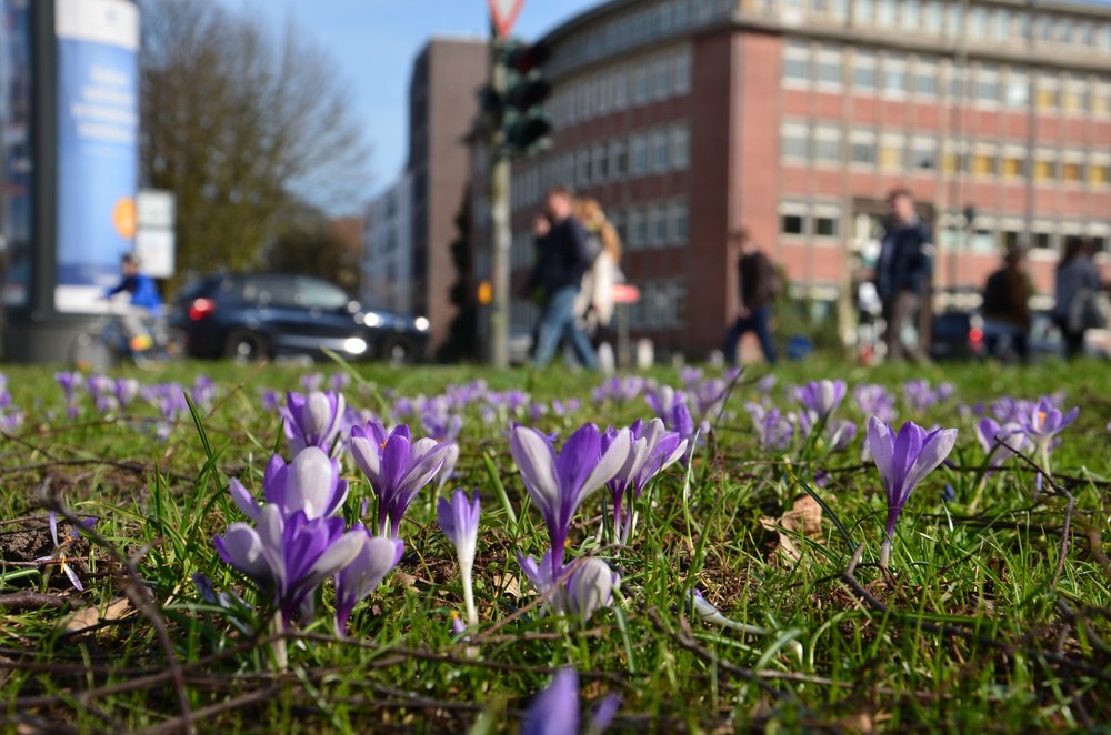 Am Wiesendamm in Winterhude wurden 2017 unter anderem Krokusse gepflanzt